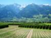 fertilerivervalleyontheroadtobolzano_small.jpg