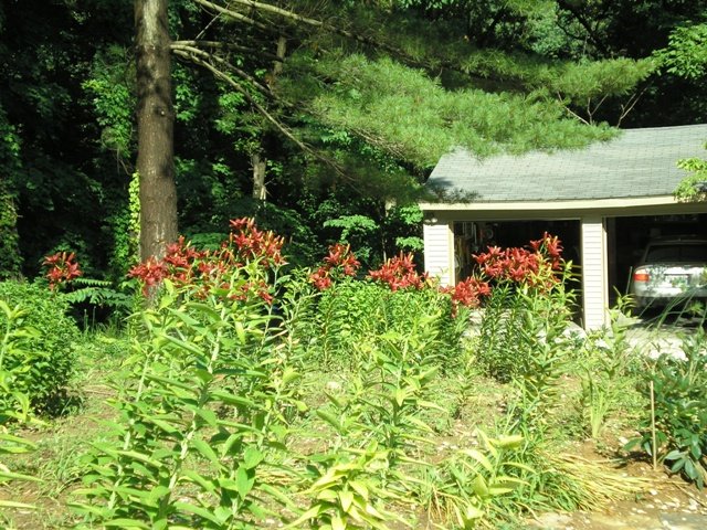 garden007.jpg